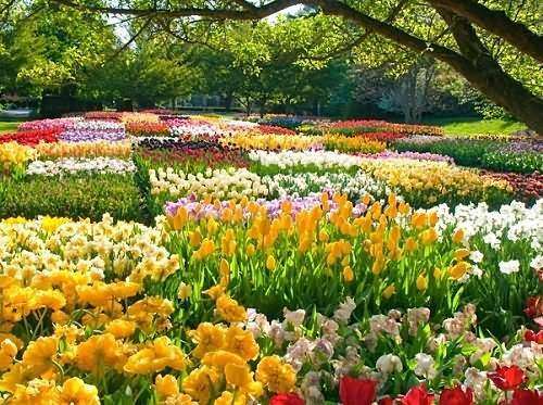 هلند کوچک هر سال به آلمان بزرگ 1.5 میلیارد دلار گل می‌فروشد