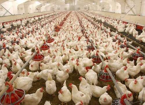 هشدار درباره مرغ‌های آنتی بیوتیکی