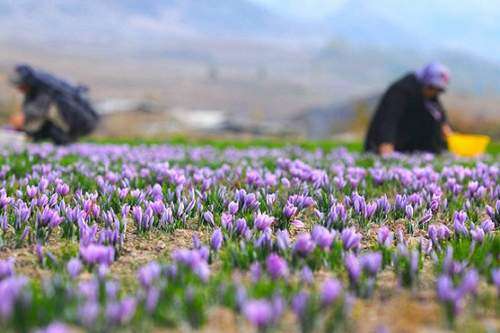 عقبگرد غول پسته، زعفران و خرما