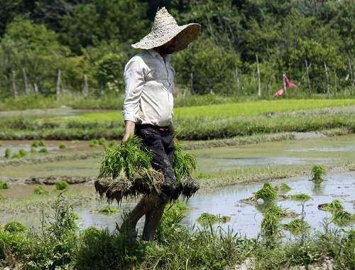 شالیزارهای تشنه!