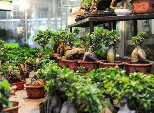 گلهای بامبو و بونسای آلودهاند؟