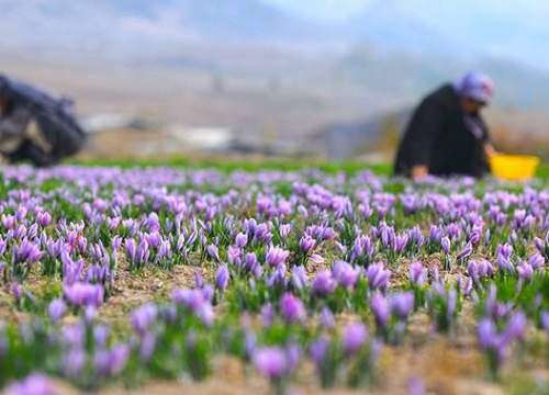 راهنمای کاشت و تولید زعفران در ایران