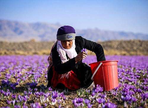 ایران در تولید زعفران بیرقیب، در تجارت کم توان!