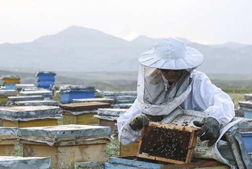 هشدار معاون وزیر کشاورزی درباره تولید عسلهای سمی