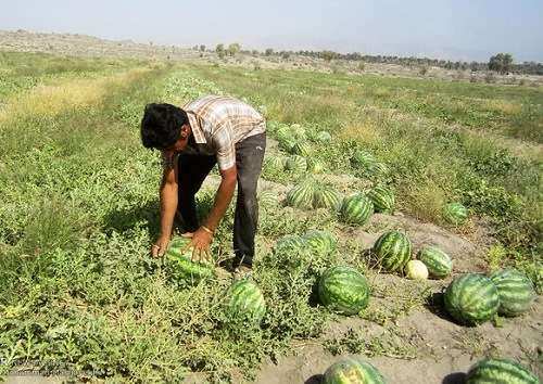 اعتصاب کامیوندارها قیمت هندوانه را افزایش داد