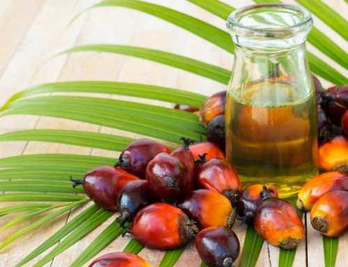 روغن پالم یا نخل چه فواید و چه مضراتی دارد؟