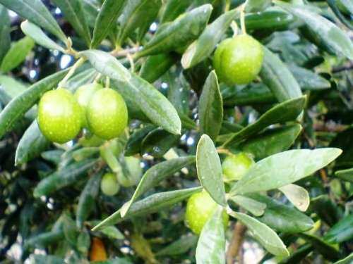 اشتغالزایی با کشت زیتون