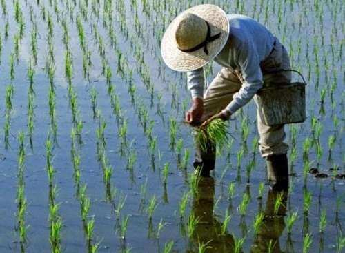 کشت برنج به غیر از شمال کشور ممنوع است