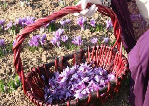 زعفران ایران میکوشد به اعتبار جهانی دست یابد