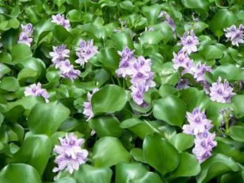 هشدار محیط زیست در مورد یک گیاه سرطانزا