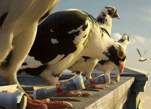 رکورد گرانترین کبوتر جهان شکسته شد