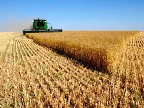 بزرگترین گندمکاران دنیا کدامند؟