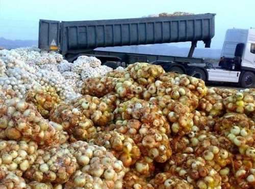 فروش پیاز به خارجیها؛ قاچاق یا صادرات؟