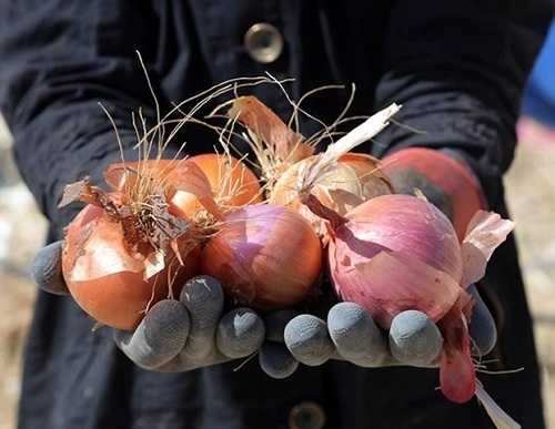 قیمت پیاز 6 هزار تومان شد