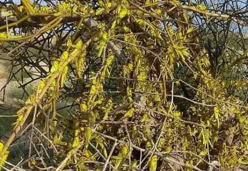 عمدی بودن حمله ملخها به ایران بررسی میشود