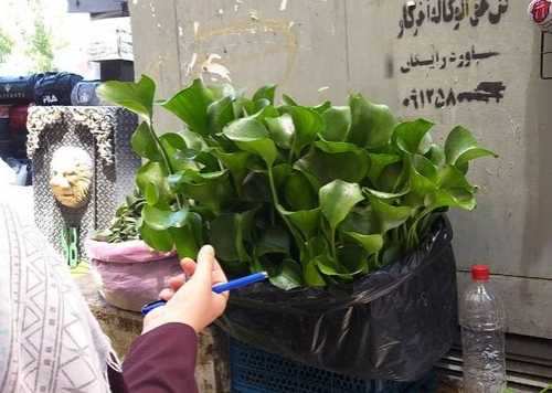 فروش یک گیاه سرطان‌زا در تهران + عکس