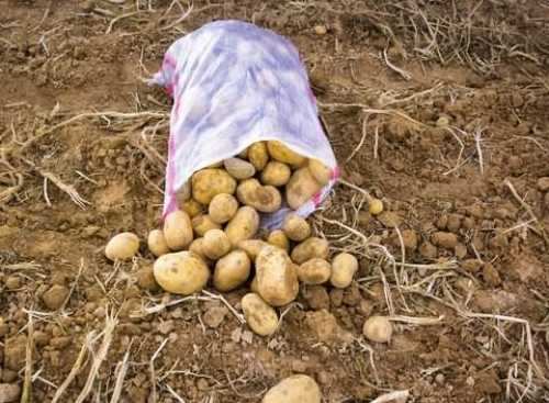 سیبزمینی بازهم گرانتر شد + جدول قیمت انواع میوه