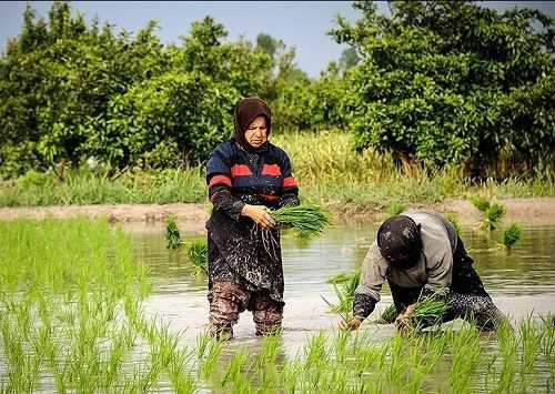 بارندگی، برکت را به دامان شالیکاران شمالی سرازیر کرد