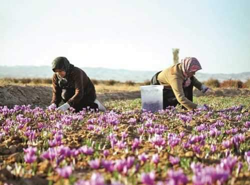 چینیها برای قاچاق زعفران به ایران آمدهاند