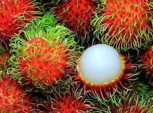 رقابت برای فروش میوههای ممنوعه