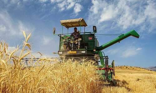 قیمت خرید تضمینی گندم 2500 تومان تعیین شد