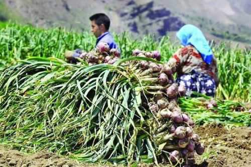 کار برای کشاورزان؛ سود برای دلالان!