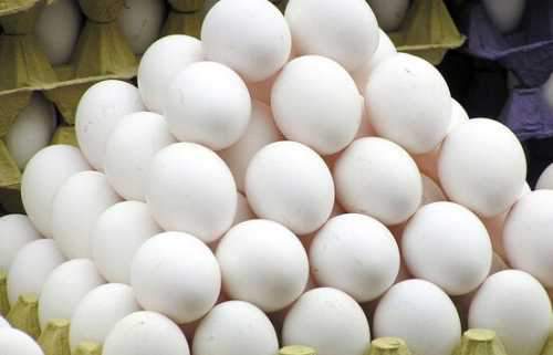 نرخ هر کیلوگرم تخم مرغ درب مرغداری 9500 تومان تعیین شد