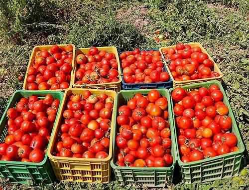 کاهش قیمت گوجه به 4 هزارتومان تا 2 هفته آینده