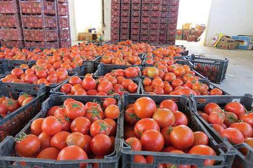 افزایش 208 درصدی قیمت گوجهفرنگی در آبانماه!