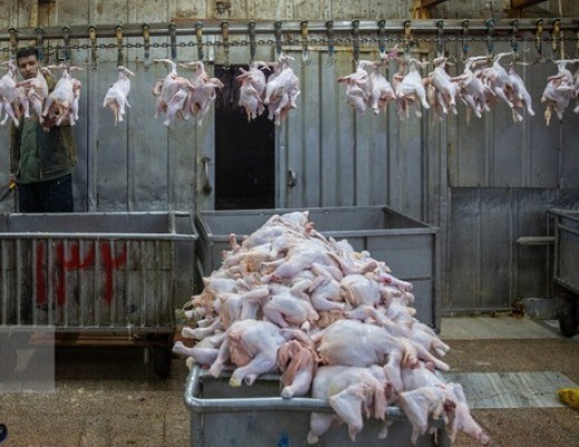 پرواز مجدد قیمت گوشت مرغ