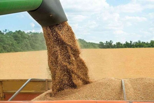 اعلام قیمت گندم برای سال زراعی جدید