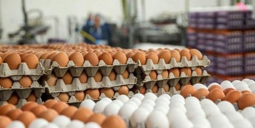 قیمت یک شانه تخم مرغ در بازار چند؟