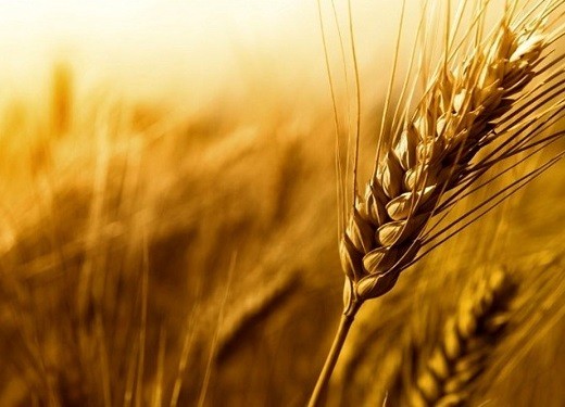 استقبال کشاورزان از قیمت 7500 تومانی خرید تضمینی گندم