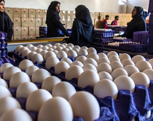 وعده کاهش قیمت تخم مرغ تا 2 هفته آینده