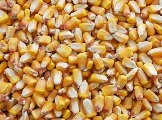 ذرت اوکراینی باعث تلفات گسترده دام شد