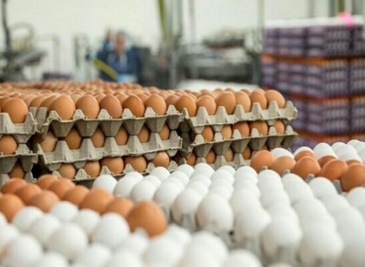 قیمت بالای تخممرغ در مغازهها