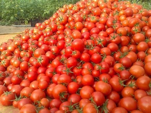 صادرات و افزایش هزینهها؛ علت گرانی گوجه فرنگی