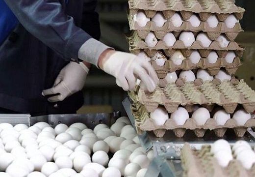 قیمت جدید هر شانه تخم مرغ
