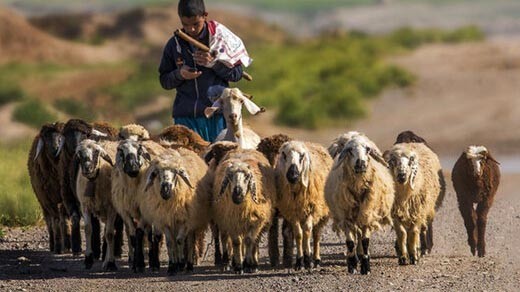 جزئیات استخدام چوپانان ایرانی در ارمنستان !