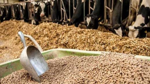 ارز 4200 تومانی نهادههای دامی وارداتی حذف شد؟
