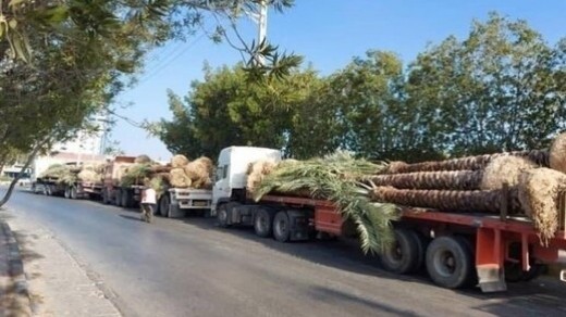 نخل های صادراتی ایران به قطر، برگشت خورد