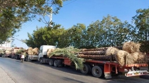 گواهی بهداشت نخل های صادراتی ایران، جعلی بود