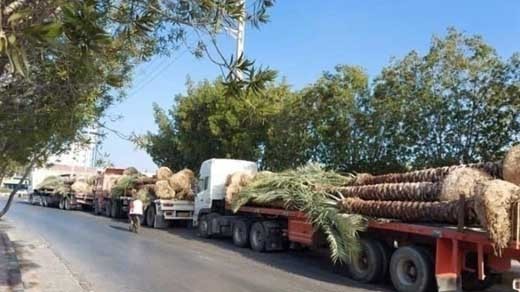 نخل های صادر شده به قطر با چه قیمت از نخلدار خریداری شد؟