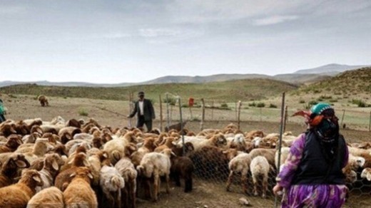 خرید حمایتی دام بالاتر از قیمت بازار