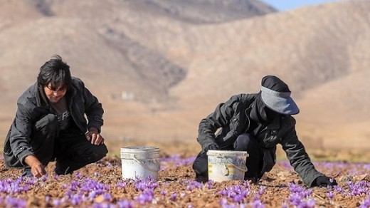 چرا امکان گرانی بیشتر زعفران وجود دارد؟