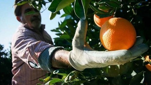 خطر کاهش صادرات محصولات کشاورزی به خاطر آلودگی