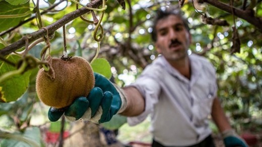 کشور هند واردات کیوی ایرانی را ممنوع کرد