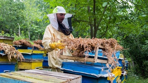 تمام زنبورستانهای کشور بیمار هستند