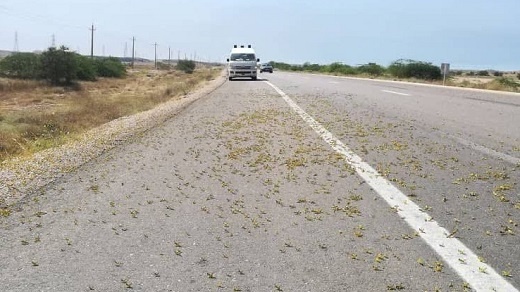 گله‌های بزرگ ملخ در نوروز به ایران می آیند