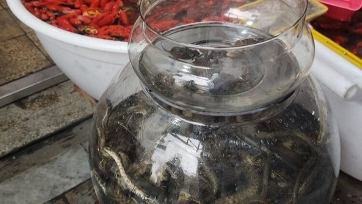 تحویل سال با لاکپشت ، سمندر و مار ماهی